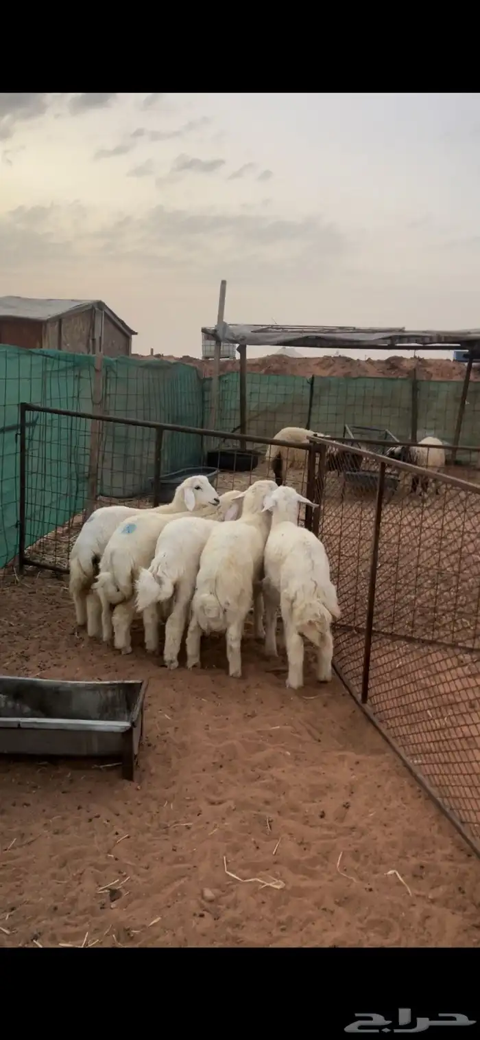 حري ونعيم سواكني 13