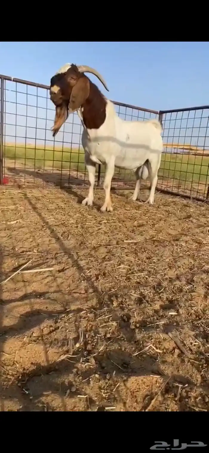 فحل بورقوت بيور صافي 0