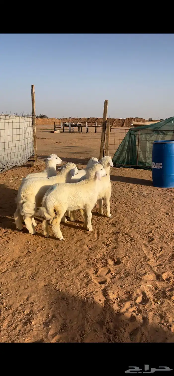 حري ونعيم سواكني 7