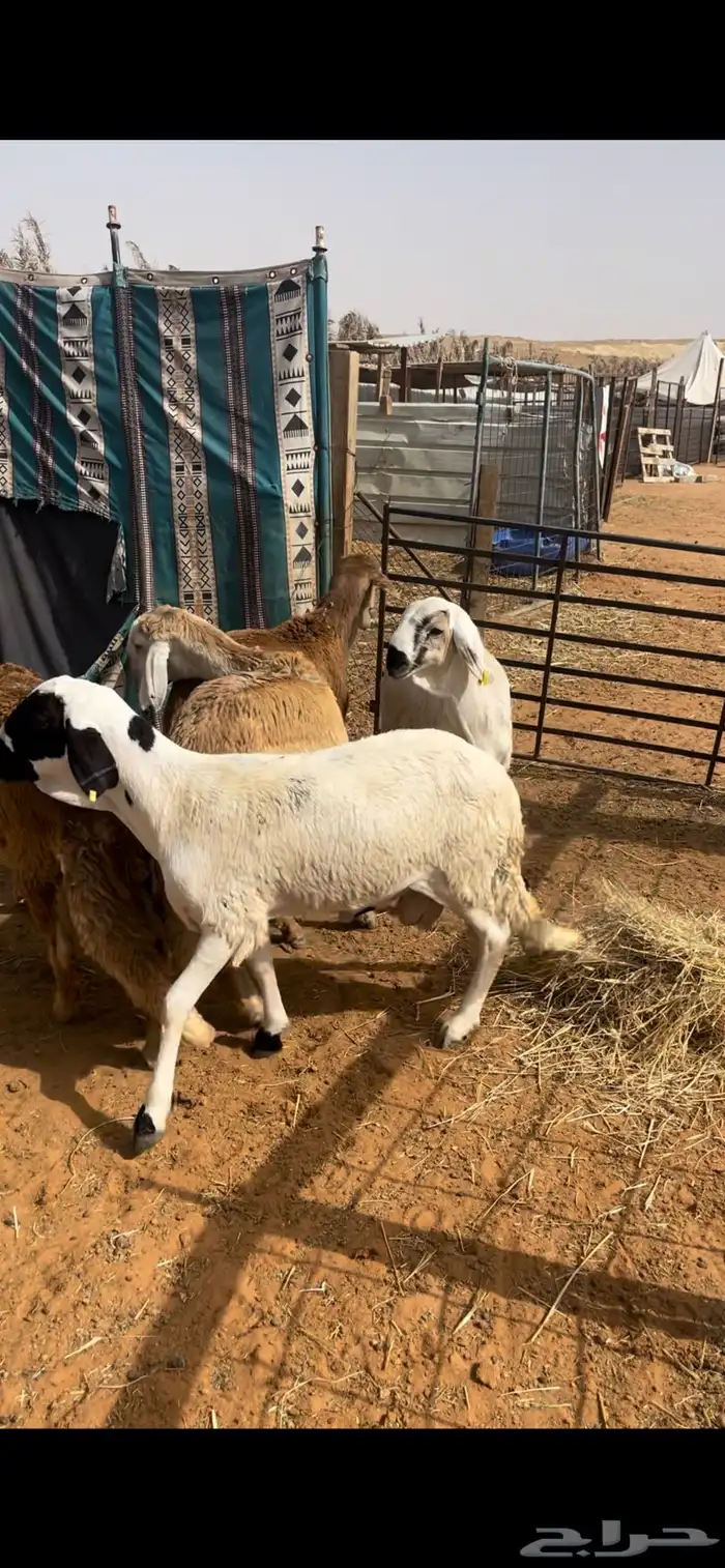 حري ونعيم سواكني 0