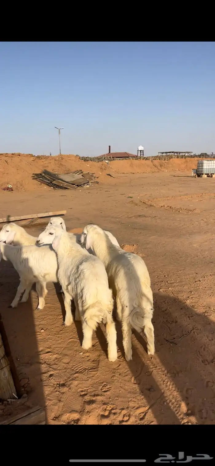 حري ونعيم سواكني 3