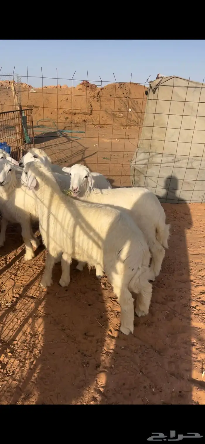 حري ونعيم سواكني 8