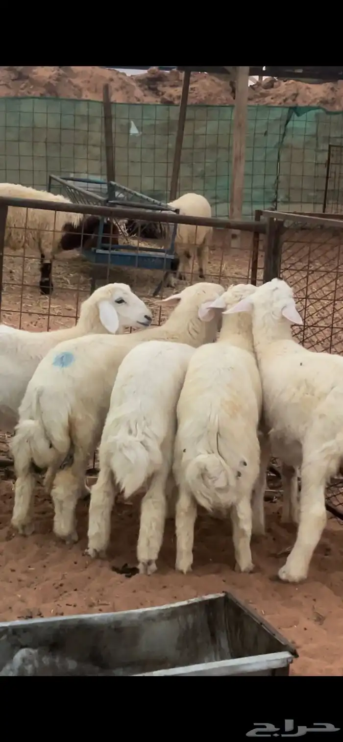 حري ونعيم سواكني 11