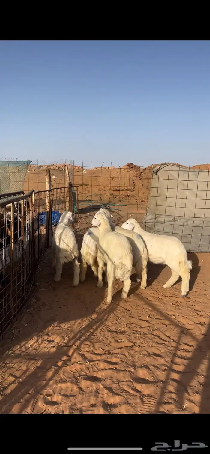 حري ونعيم سواكني 12