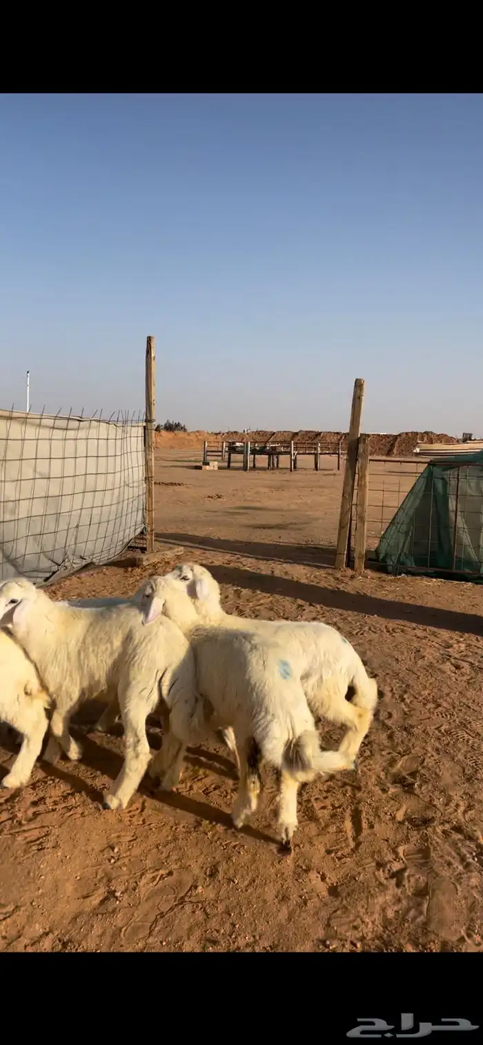 حري ونعيم سواكني 6