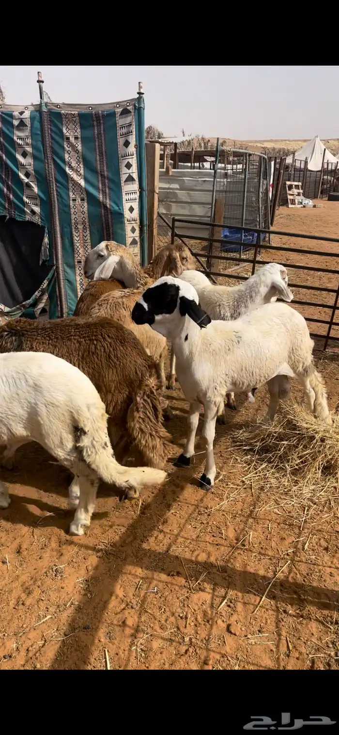 حري ونعيم سواكني 1