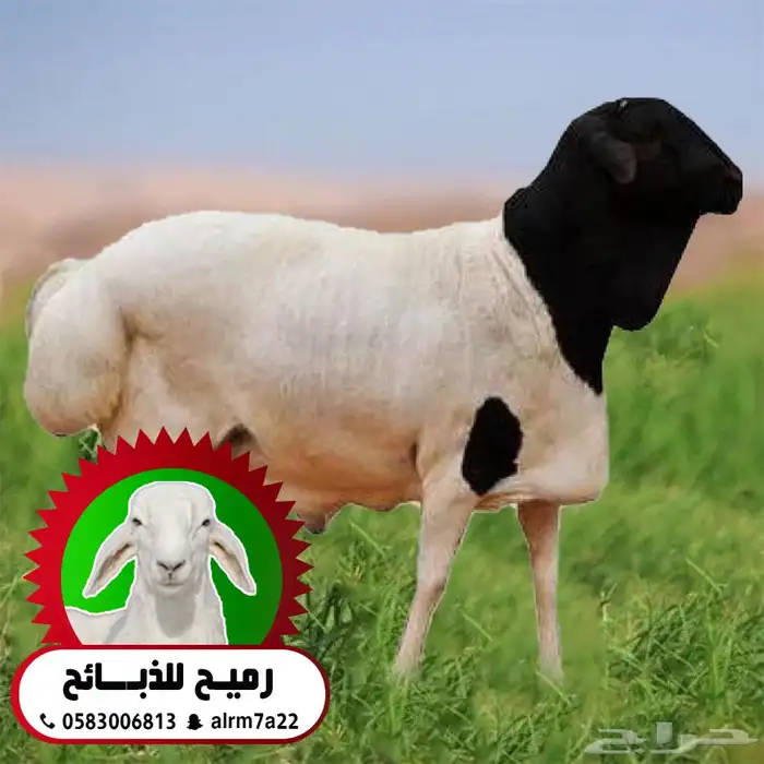 بربري مرابي ..جذعان مرابي طيبه تاصلك لبيتك 0