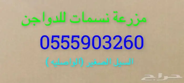 ارانب للبيع تربية او لاحم 6