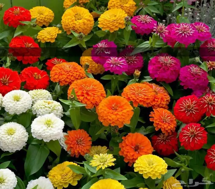 بذور اشجار عرض اي نوع كيس 9ريال 30