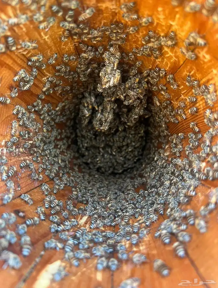 عسل جبلي صافي من منحلي شخصي ا مشروط 26