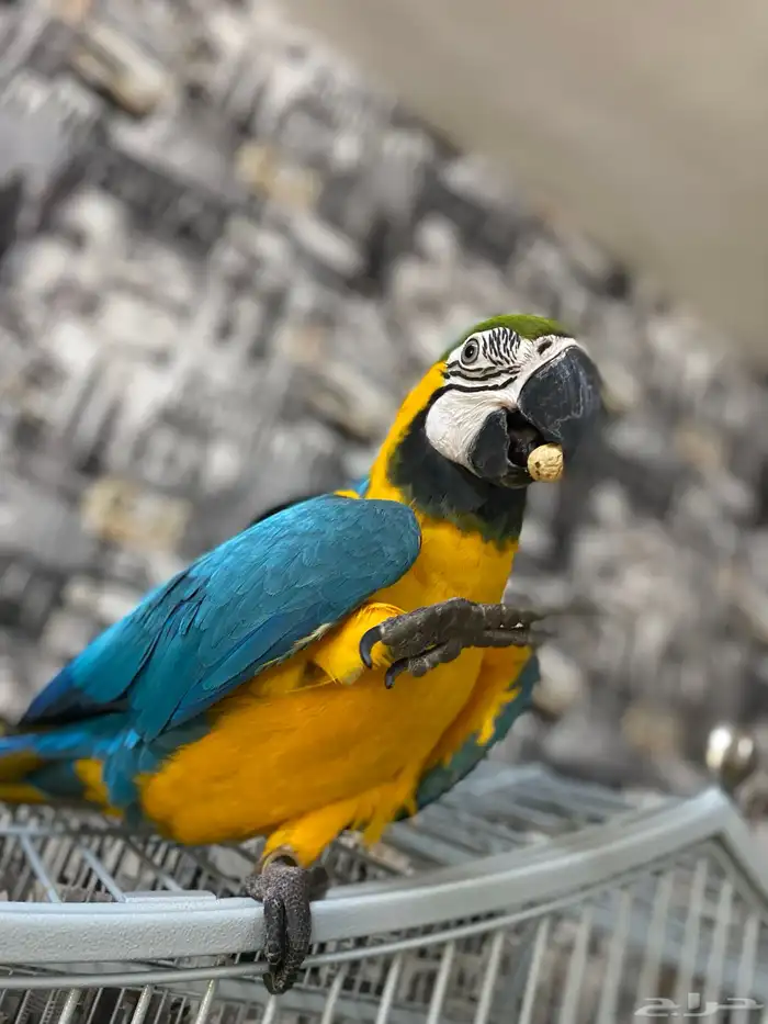 مكاو بلو اند قولد الييف 1