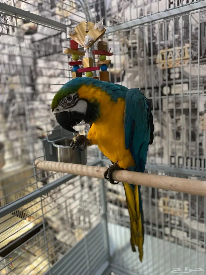 مكاو بلو اند قولد الييف 2