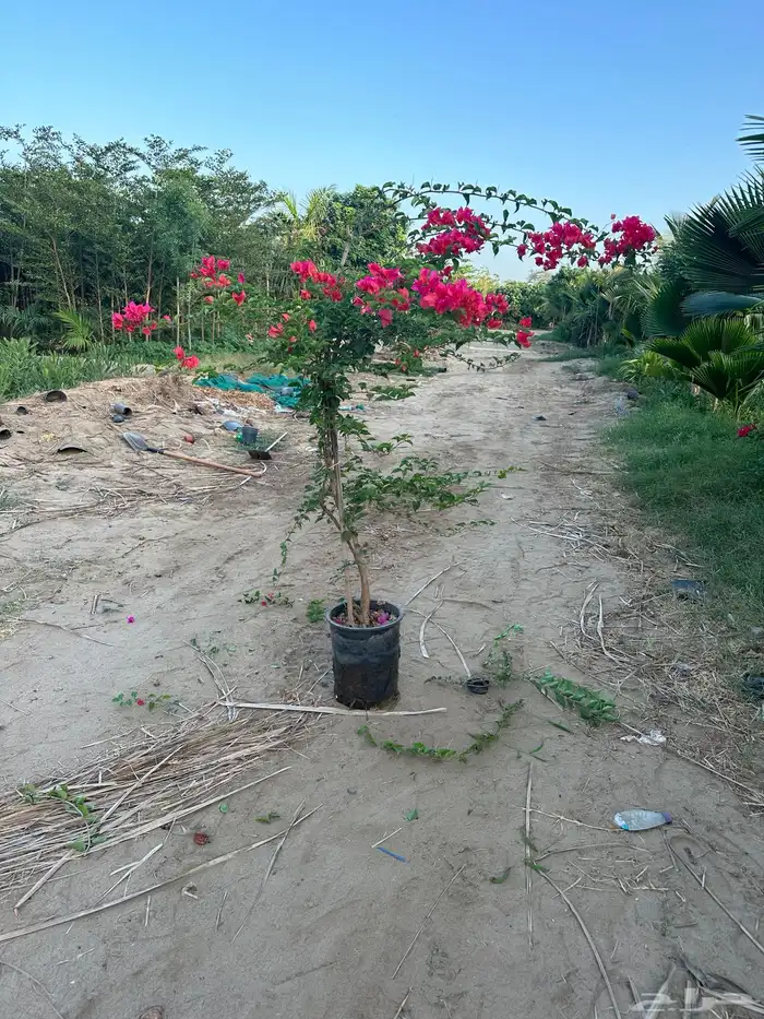 مشتل لتوريد النباتات بالجملة مشتل 6