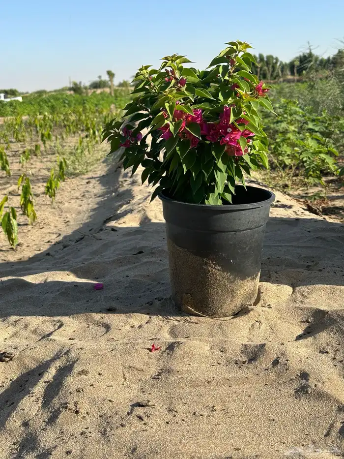 مشتل لتوريد النباتات بالجملة مشتل 12