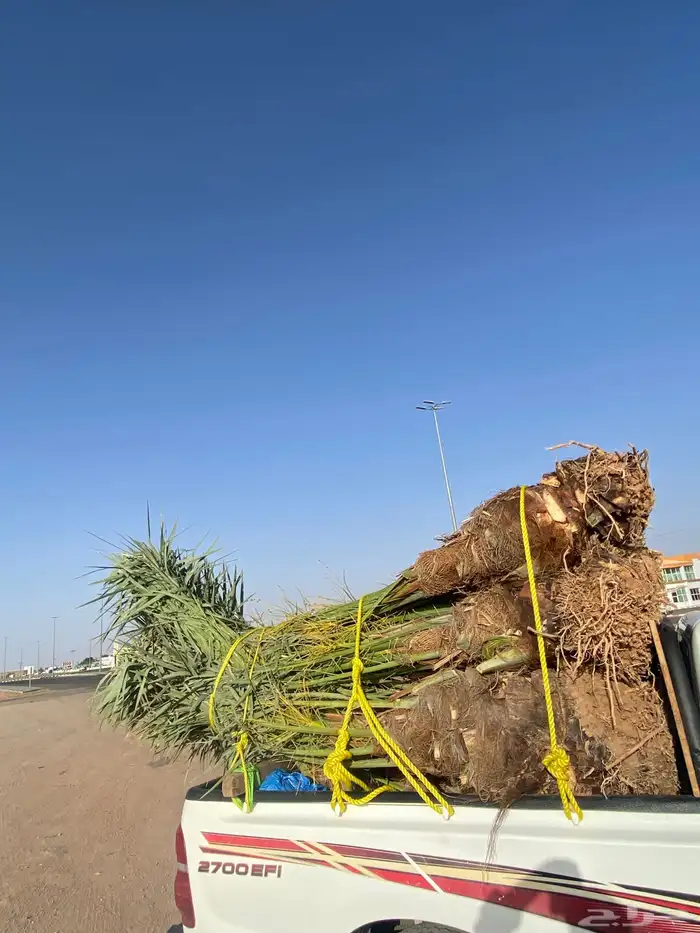 خلاص كبار 2
