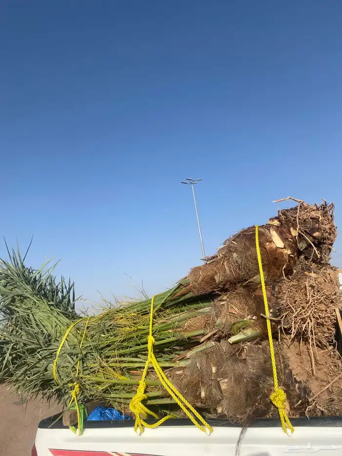 خلاص كبار 1