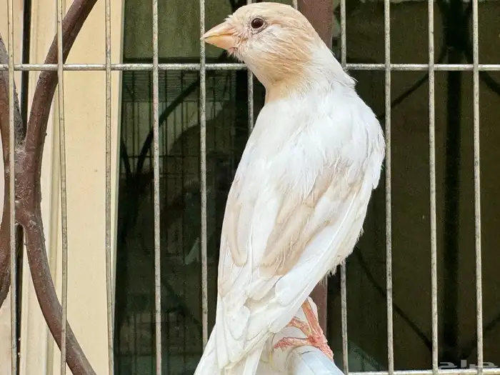 انثى كناري كريمي لون جميل .تم البيع 0