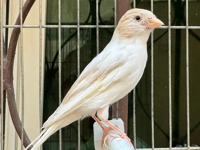 انثى كناري كريمي لون جميل .تم البيع 1