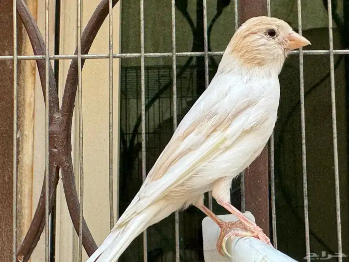 انثى كناري كريمي لون جميل .تم البيع 3