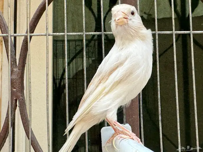 انثى كناري كريمي لون جميل .تم البيع 2