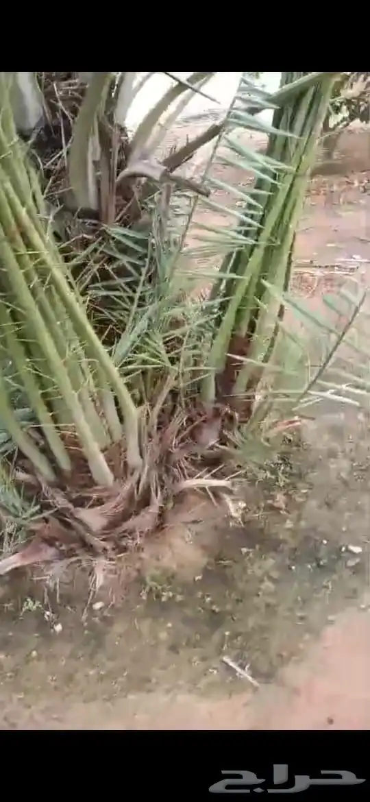 نخل للبيع 7