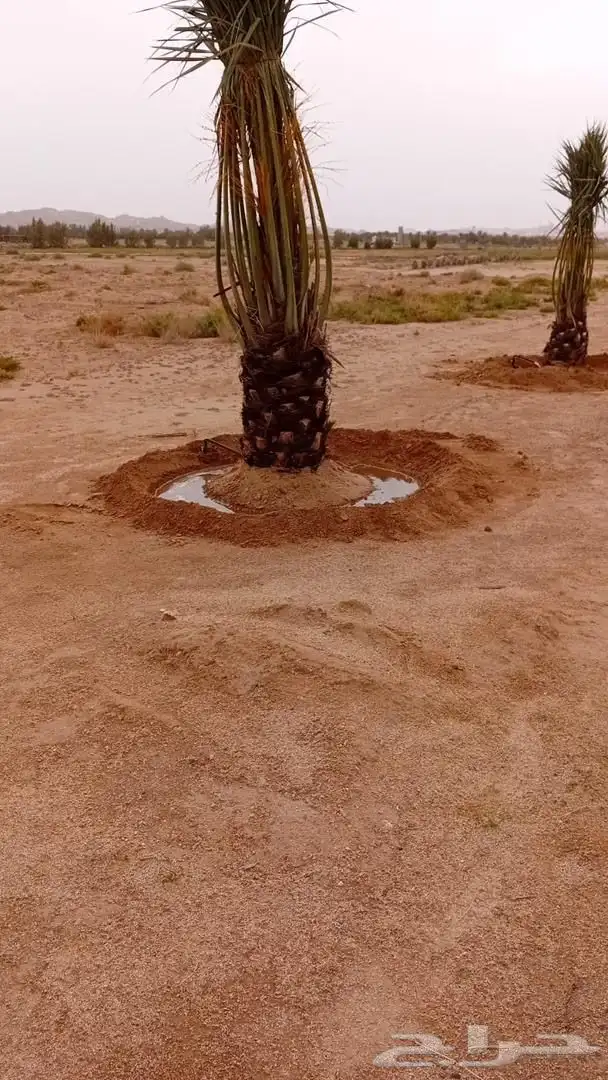 نخل للبيع 1