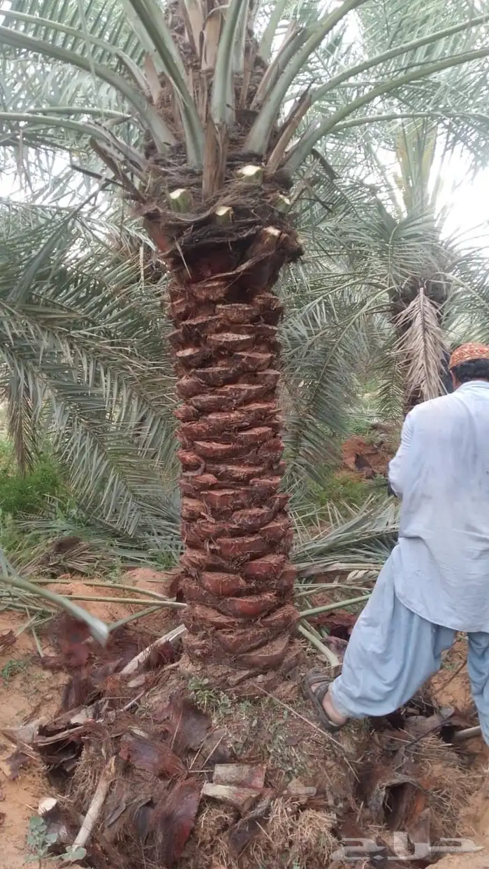 نخل للبيع 6