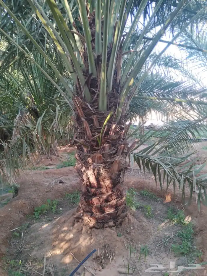 نخل للبيع 5