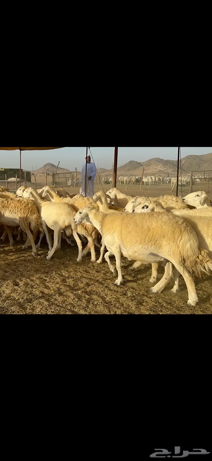 غنم حريات مراح واحد ماشاءالله 71 0