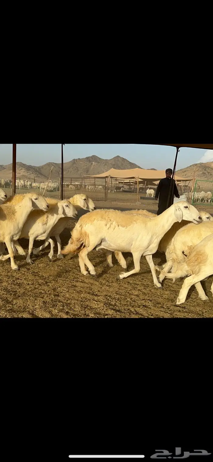 غنم حريات مراح واحد ماشاءالله 71 1