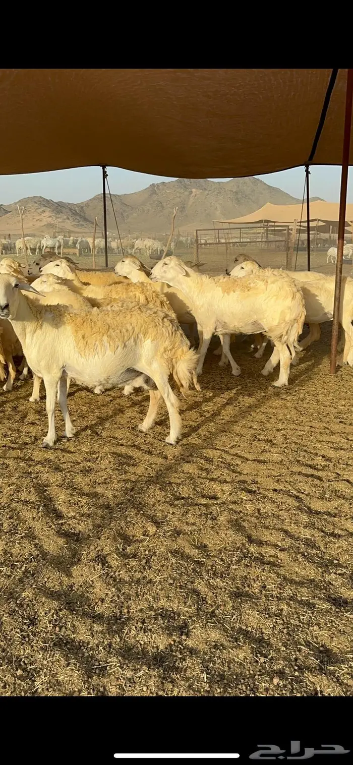 غنم حريات مراح واحد ماشاءالله 71 3