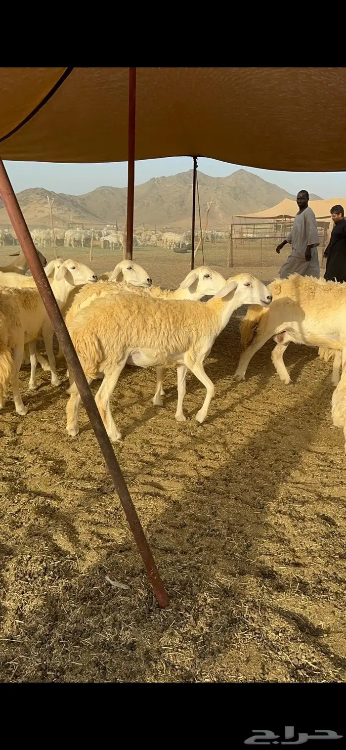 غنم حريات مراح واحد ماشاءالله 71 4