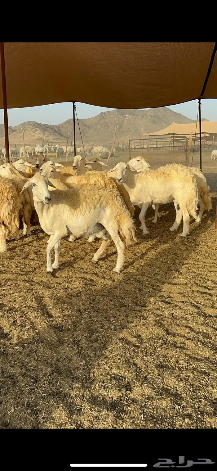 غنم حريات مراح واحد ماشاءالله 71 5