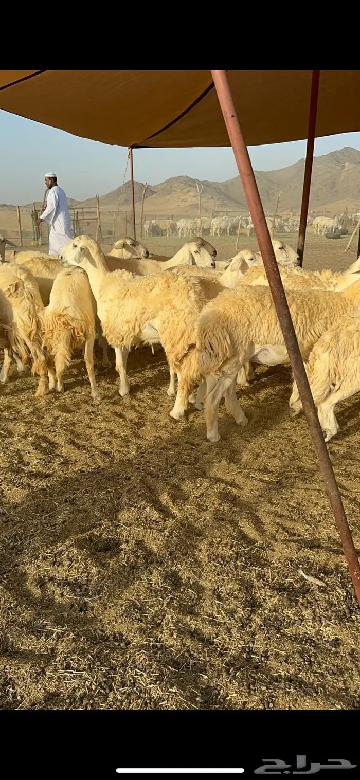 غنم حريات مراح واحد ماشاءالله 71 7