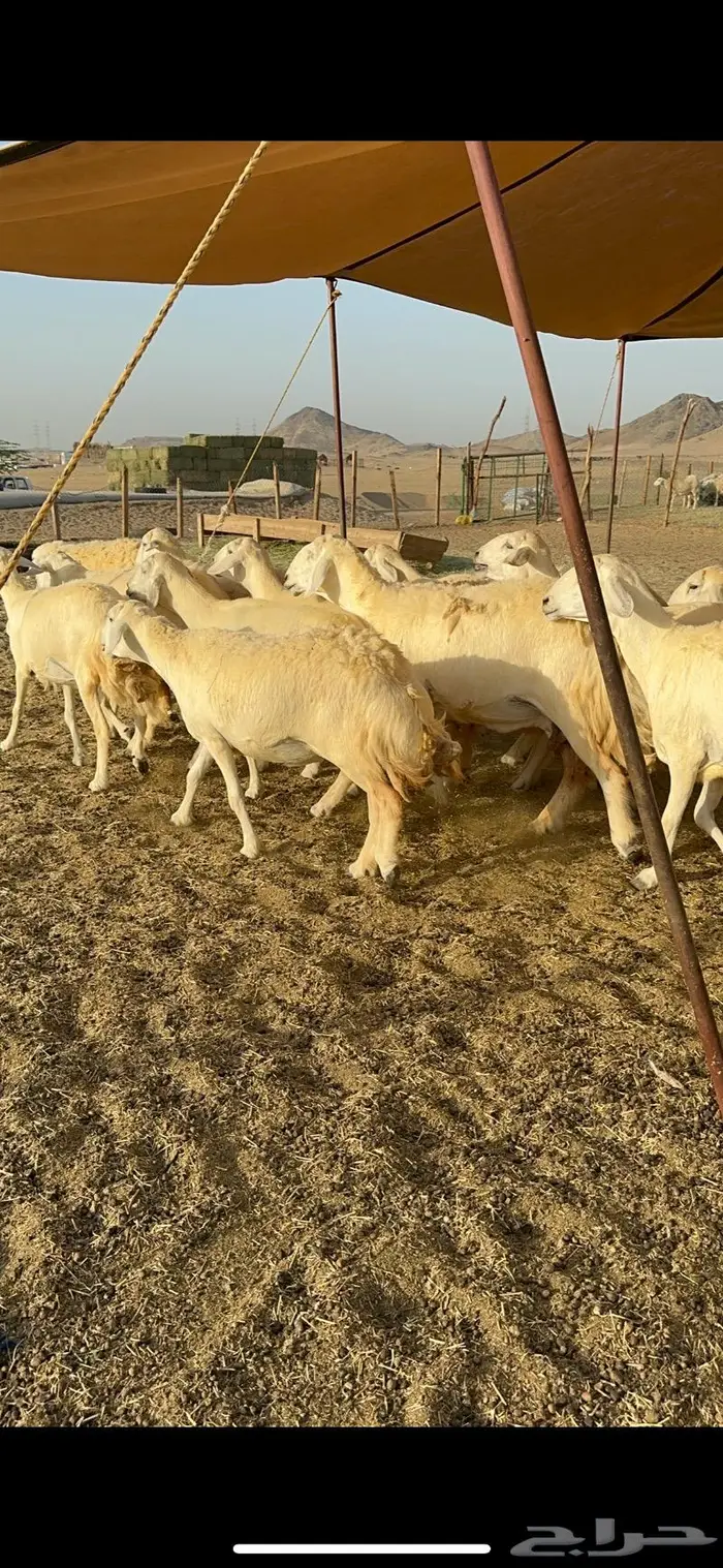 غنم حريات مراح واحد ماشاءالله 71 6