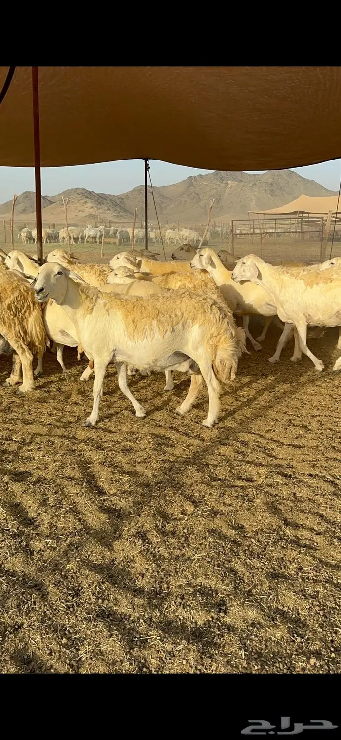 غنم حريات مراح واحد ماشاءالله 71 8