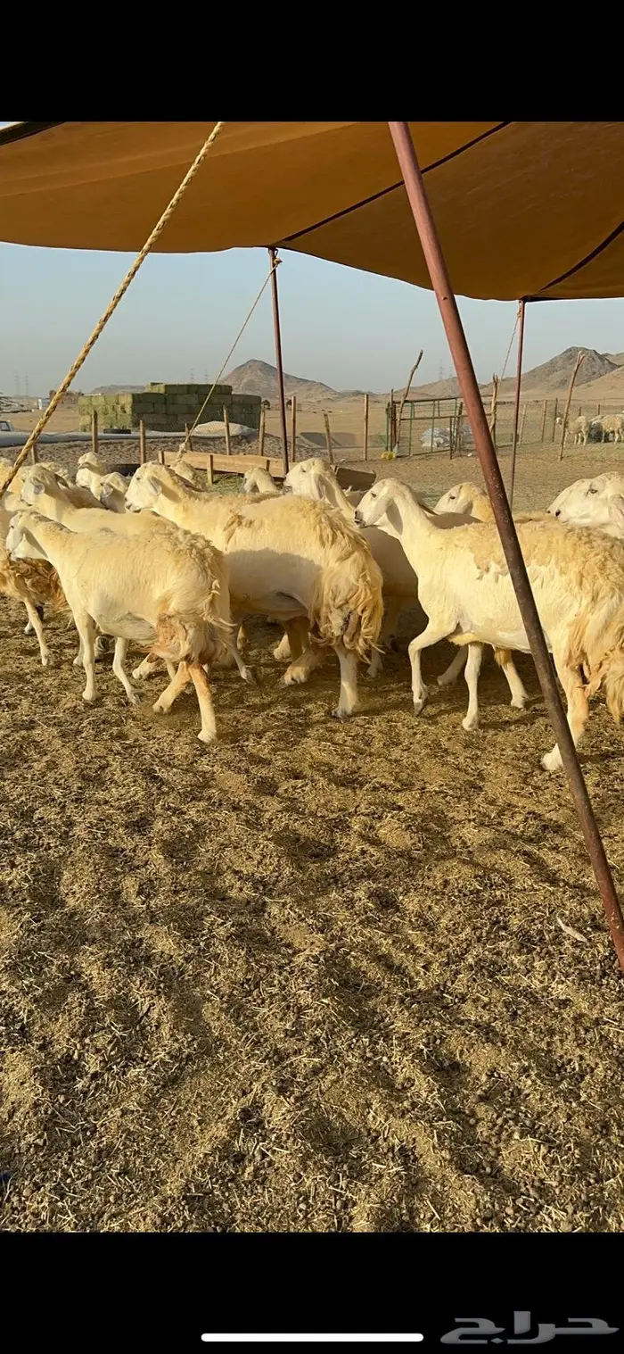 غنم حريات مراح واحد ماشاءالله 71 9