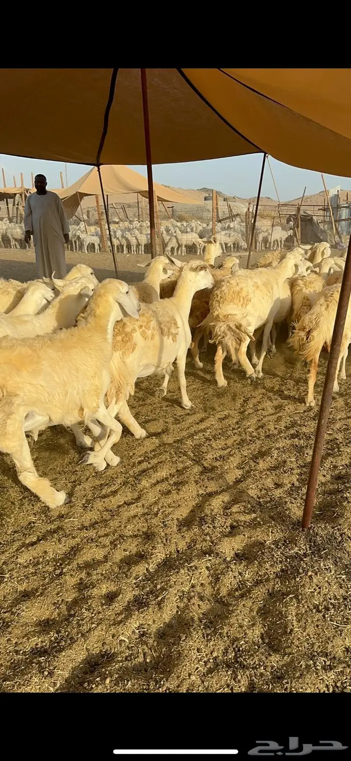 غنم حريات مراح واحد ماشاءالله 71 11