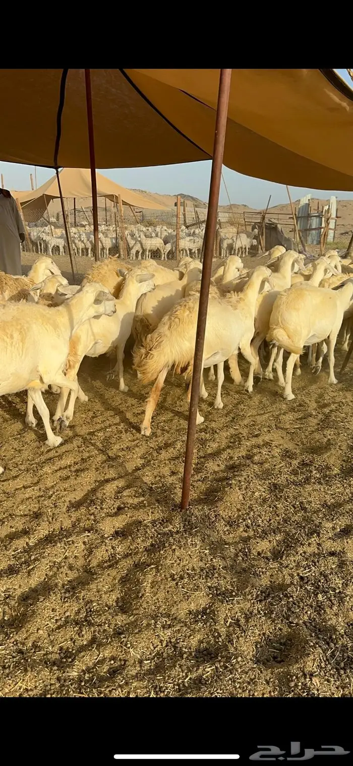 غنم حريات مراح واحد ماشاءالله 71 12