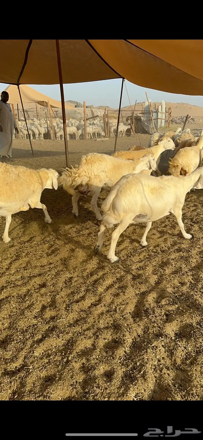 غنم حريات مراح واحد ماشاءالله 71 10