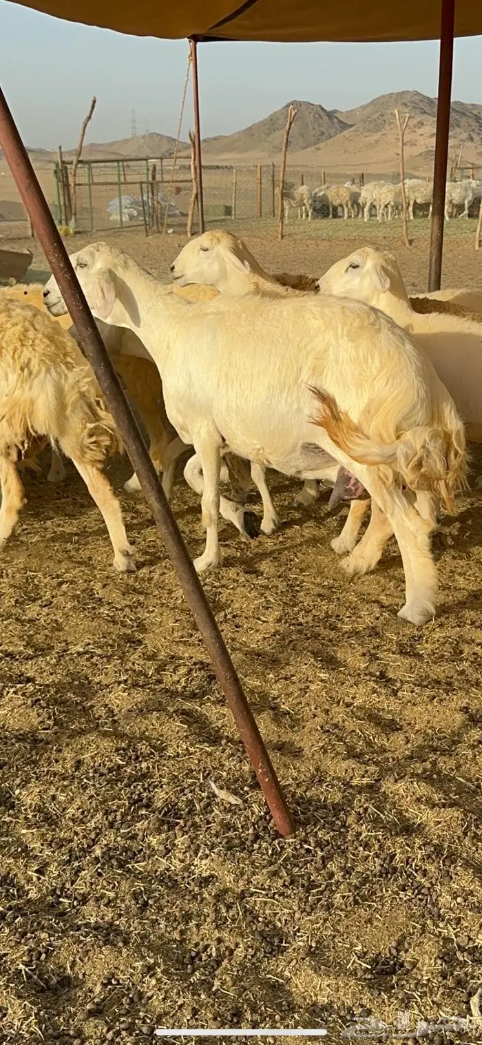 غنم حريات مراح واحد ماشاءالله 71 13