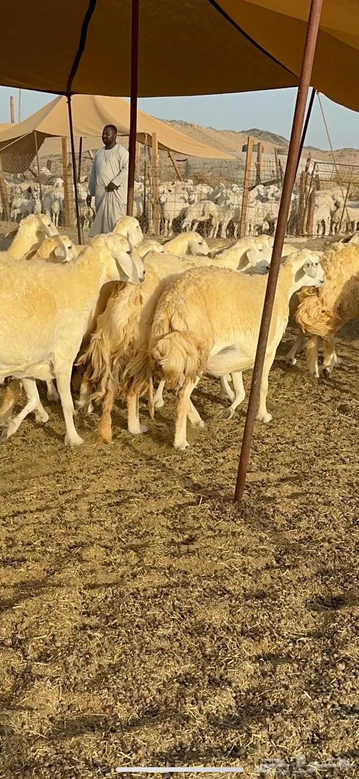 غنم حريات مراح واحد ماشاءالله 71 15