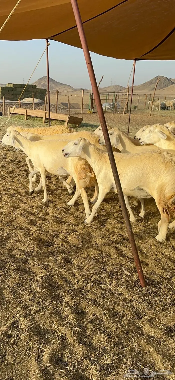 غنم حريات مراح واحد ماشاءالله 71 14