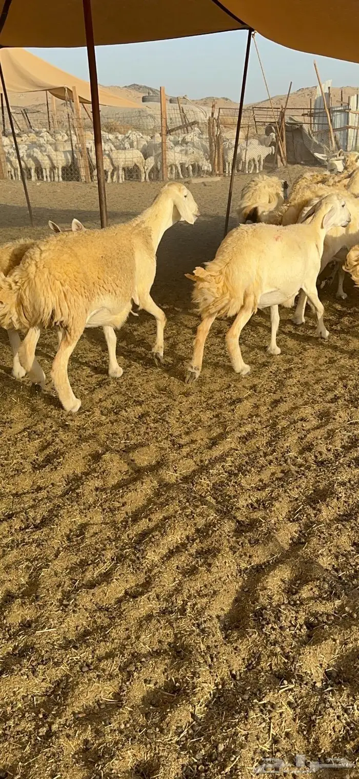 غنم حريات مراح واحد ماشاءالله 71 16
