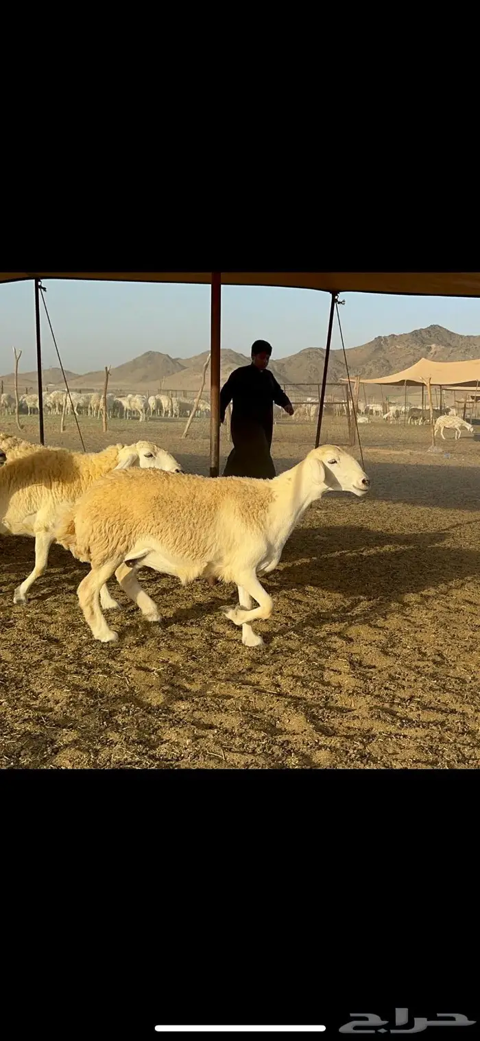 غنم حريات مراح واحد ماشاءالله 71 2