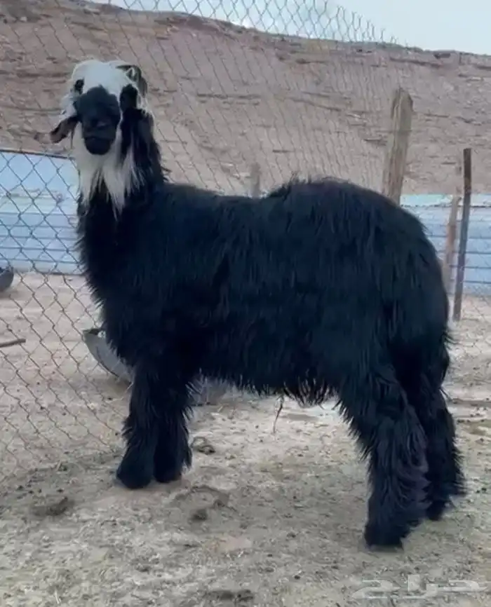 خروف نجدي ادغم صنف 1