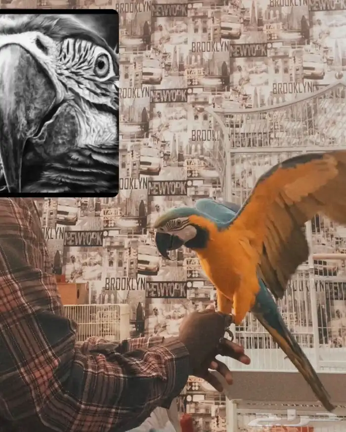 مكاو بلو اند قولد الييف 3