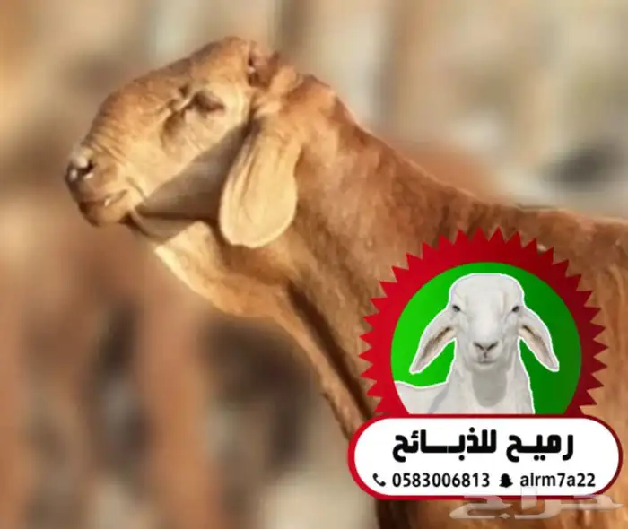 رميح للذبايح -يتوفر جذعان سواكني حمري شامل السلخ والتوصيل 0