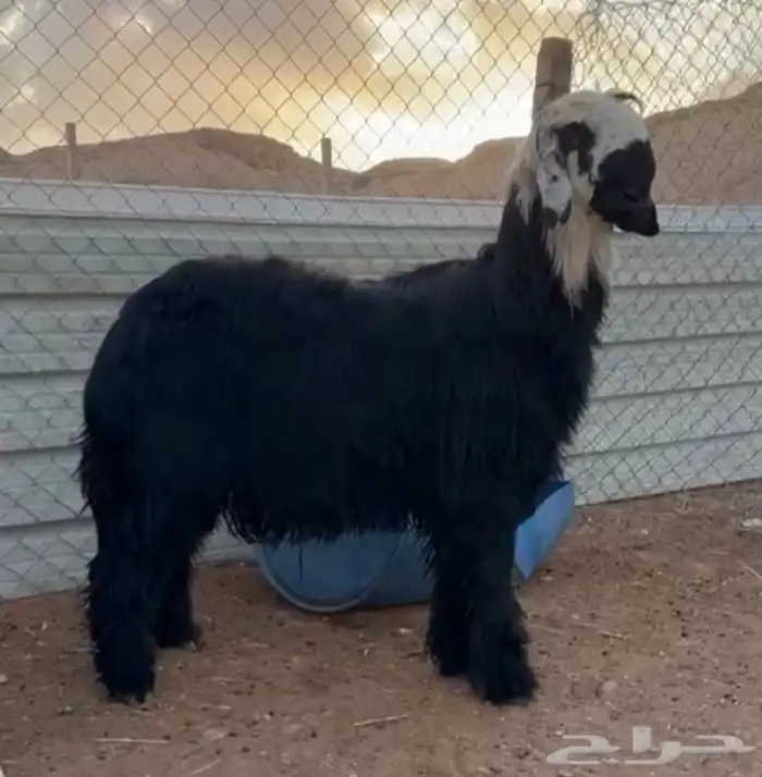 خروف نجدي ادغم صنف 3