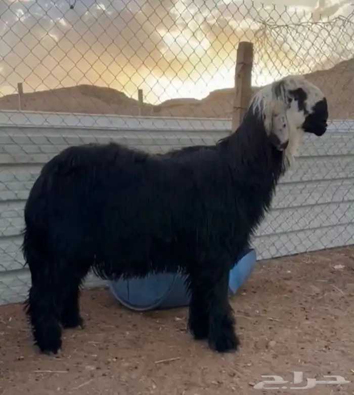 خروف نجدي ادغم صنف 0